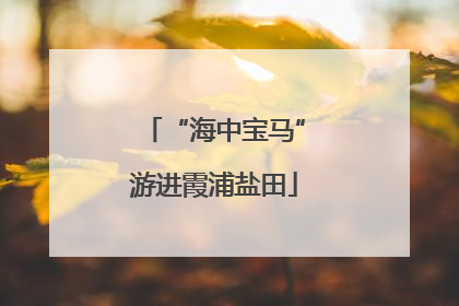 “海中宝马”游进霞浦盐田