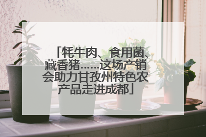 牦牛肉、食用菌、藏香猪……这场产销会助力甘孜州特色农产品走进成都