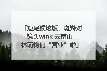 短尾猴炫饭、斑羚对镜头wink 云南山林萌物们“营业”啦