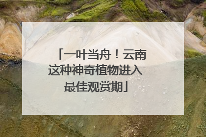 一叶当舟！云南这种神奇植物进入最佳观赏期