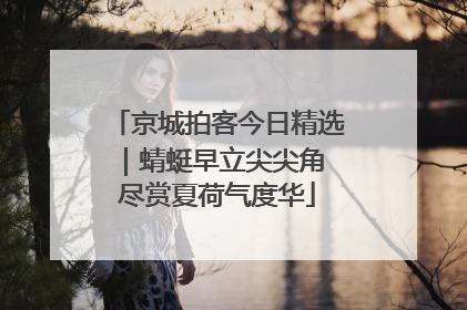 京城拍客今日精选｜蜻蜓早立尖尖角 尽赏夏荷气度华