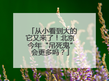 从小看到大的它又来了！北京今年“吊死鬼”会更多吗？