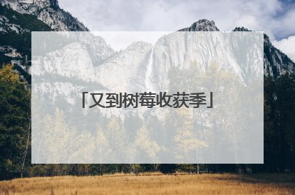 又到树莓收获季