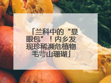 兰科中的“显眼包”！内乡发现珍稀濒危植物毛萼山珊瑚