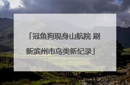 冠鱼狗现身山航院 刷新滨州市鸟类新纪录
