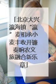 北京大兴瀛海镇“瀛”麦相承小麦丰收开镰 奏响农文旅融合新乐章