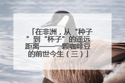 在非洲，从“种子”到“杯子”的遥远距离——一颗咖啡豆的前世今生（三）