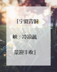 宁夏青铜峡：冷凉蔬菜迎丰收