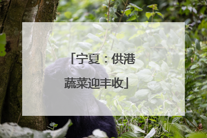 宁夏：供港蔬菜迎丰收