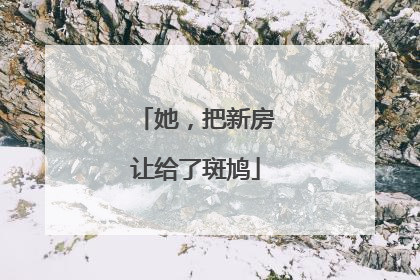 她，把新房让给了斑鸠