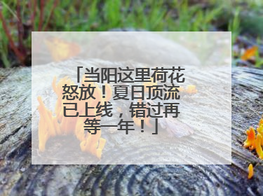 当阳这里荷花怒放！夏日顶流已上线，错过再等一年！