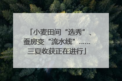 小麦田间“选秀”、蚕房变“流水线”……三夏收获正在进行
