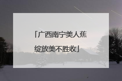 广西南宁美人蕉绽放美不胜收