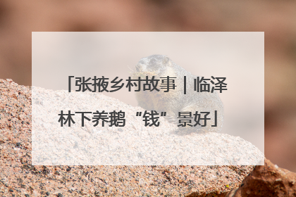 张掖乡村故事｜临泽林下养鹅“钱”景好