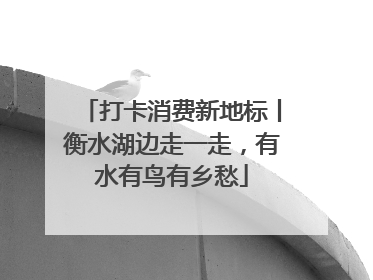 打卡消费新地标丨衡水湖边走一走，有水有鸟有乡愁