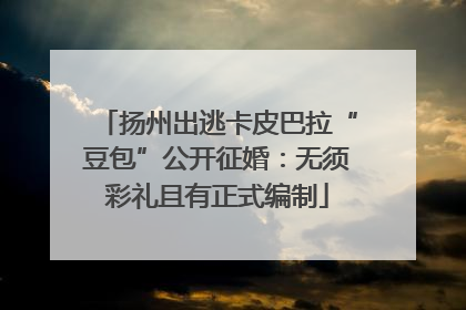 扬州出逃卡皮巴拉“豆包”公开征婚：无须彩礼且有正式编制