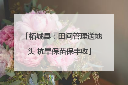 柘城县：田间管理送地头 抗旱保苗保丰收