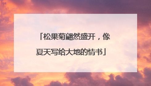松果菊翩然盛开，像夏天写给大地的情书