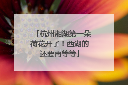杭州湘湖第一朵荷花开了！西湖的还要再等等