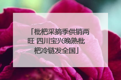 枇杷采摘季供销两旺 四川宝兴晚熟枇杷冷链发全国