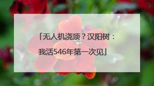无人机浇顶？汉阳树：我活546年第一次见