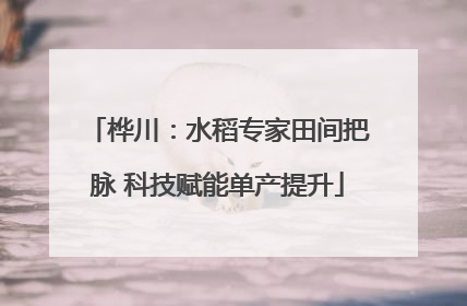 桦川：水稻专家田间把脉 科技赋能单产提升