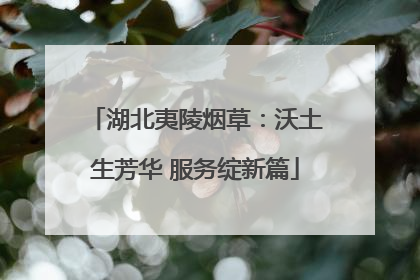 湖北夷陵烟草：沃土生芳华 服务绽新篇
