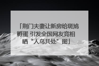 荆门夫妻让新房给斑鸠孵蛋 引发全国网友竞相晒“人鸟共处”图