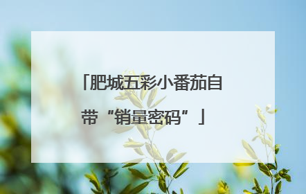 肥城五彩小番茄自带“销量密码”