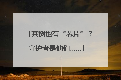 茶树也有“芯片”？守护者是他们……