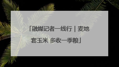 融媒记者一线行｜麦地套玉米 多收一季粮
