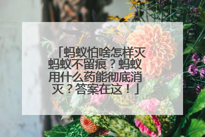 蚂蚁怕啥怎样灭蚂蚁不留痕？蚂蚁用什么药能彻底消灭？答案在这！