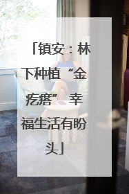 镇安：林下种植“金疙瘩” 幸福生活有盼头