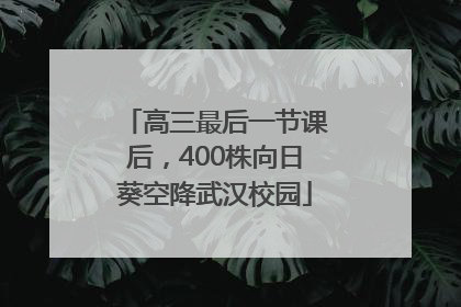 高三最后一节课后，400株向日葵空降武汉校园