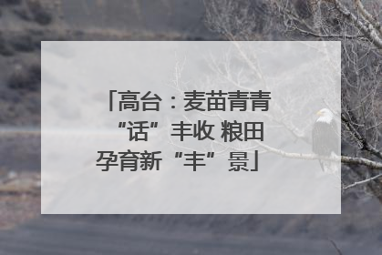 高台：麦苗青青“话”丰收 粮田孕育新“丰”景