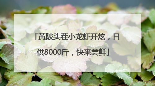 黄陂头茬小龙虾开炫，日供8000斤，快来尝鲜