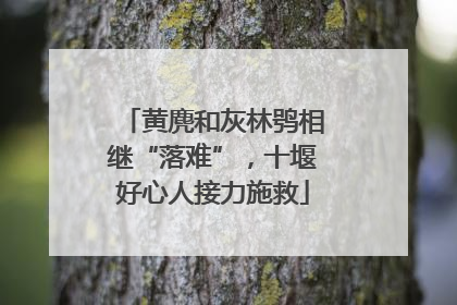 黄麂和灰林鸮相继“落难”，十堰好心人接力施救
