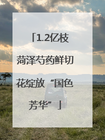 1.2亿枝菏泽芍药鲜切花绽放“国色芳华”