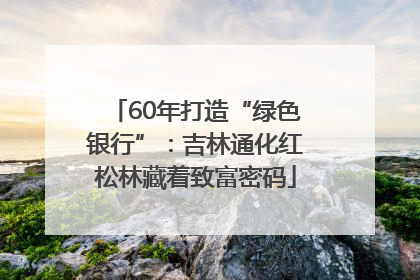 60年打造“绿色银行”：吉林通化红松林藏着致富密码