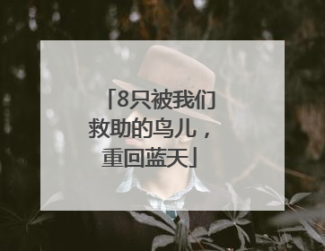 8只被我们救助的鸟儿，重回蓝天